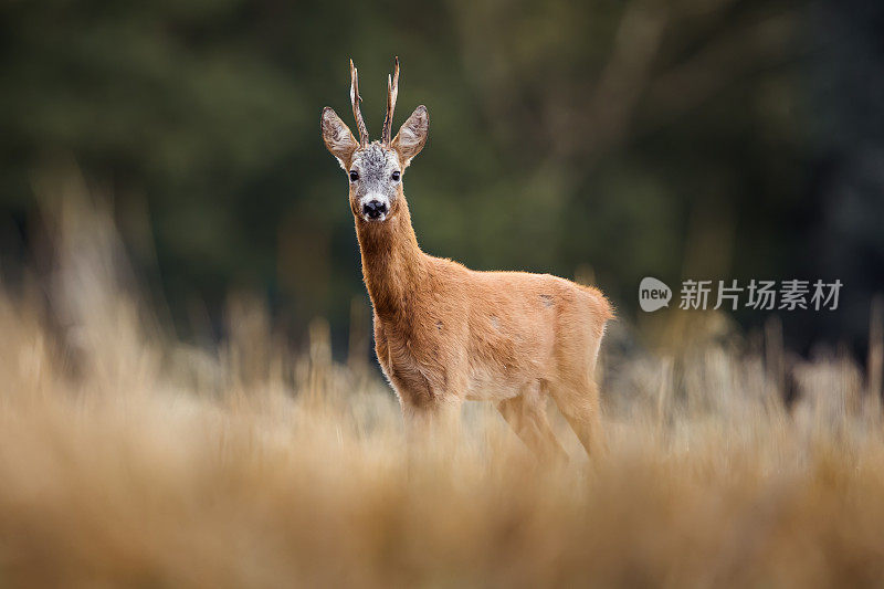 鹿(学名:Capreolus Capreolus)